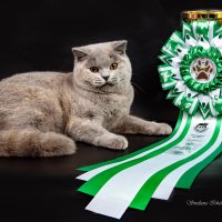Британская короткошерстная кошка :: Светлана Ищенко