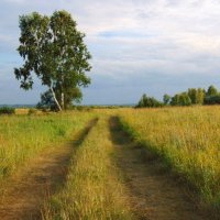 Берёзки у дороги. :: nadyasilyuk Вознюк