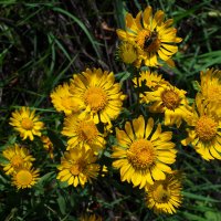 Девясил британский :: Александр Лычагин