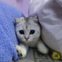 В засаде. :: Марина Леонидовна