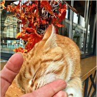 Ласковый котик. :: Валерия Комова