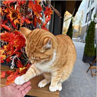 Сам дал лапку. :: Валерия Комова