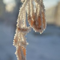 Зимушкины серьги :: Татьяна Лютаева