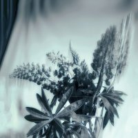 Старый букет. :: Владимир Владимир