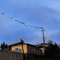 Голуби собираются на юг :: Юрий Гайворонскiий