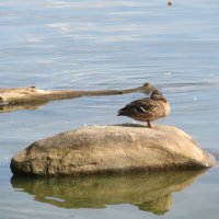 на озере Таватуй :: Елена Шаламова