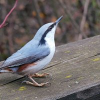 Поползень :: Лина 