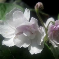 Фиалка :: Елена Семигина