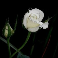 Бела как снег и так же холодна. :: Виктор Никитенко