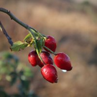 Шиповник. :: Александр