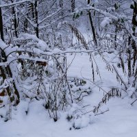 Снежный ноябрь :: Рита Симонова