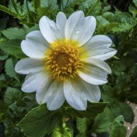 Георгина белая :: Валентин Семчишин