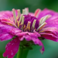 Садовые цветы :: Олег Загорулько