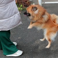 Танцы перед хозяйкой :: Светлана