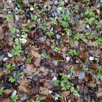 *** :: Валентина Береснева