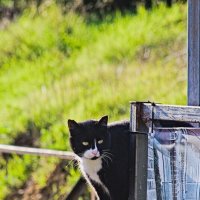 А пробы тут ? :: Giant Tao /