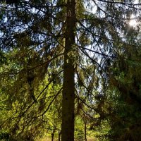 МИХЙЛОВКОЕ. :: Виктор Осипчук