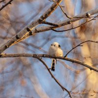 Ополовник (Aegithalos caudatus). Птицы Сибири. :: Вадим Басов