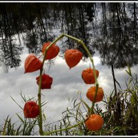 С физалисом ... :: Aleksandr Gal