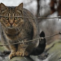 Хочу на свободу... :: Николай Саржанов