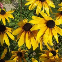 Рудбекия :: Freddy 97