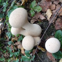 Беленькие :: Ольга Савельева 