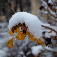 Снег на листьях :: Александр Синдерёв
