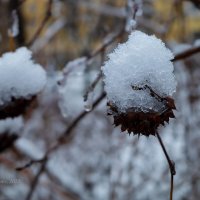 Шапка первого снега :: Александр Синдерёв