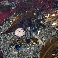 На дне под водой. Сахалин. :: Ирина Нафаня