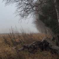 Подмосковные Пейзажи :: юрий поляков