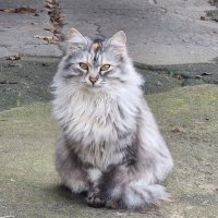 Частая гостья :) :: Наталья