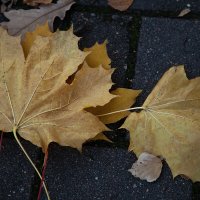 " Осение письма". :: Лилия *