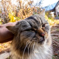 Гладимся :: Владимир Иванович