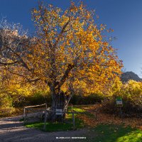 ОРЕХ Ю.НИКУЛИНА :: Sergey Bagach