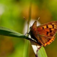 опять про бабочек...123 :: Александр Прокудин