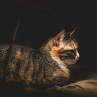 Мотя :: Кристина Щукина