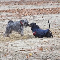 Знакомство. :: Валентина Нефёдова