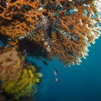 Вверх тормашками... :: алексей афанасьев