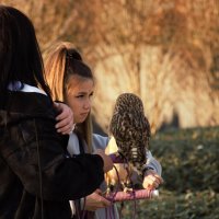 Девочки и совы :: Юрий Полторыхин.