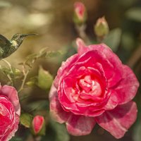 Колибри :: Svetlana Galvez