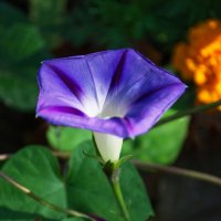 Ипомея :: Александр Лычагин