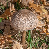 Гриб-зонтик пёстрый :: Игорь Сикорский