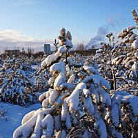 Нефтеюганск- город среди болот! :: Владимир