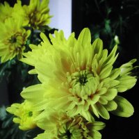 Комнатная хризантема :: Людмила Смородинская