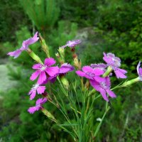 Гвоздички. :: nadyasilyuk Вознюк