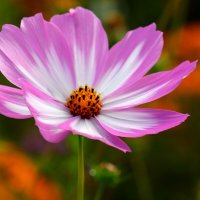 Доброе утро :: Юрий. Шмаков