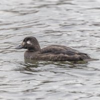 Windows :: юрий макаров