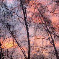 Небо рассвета :: Елена Семигина