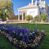 Осенние цветы :: Сапсан 