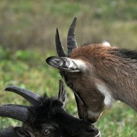 Дочки матери... )) :: Владимир Хиль